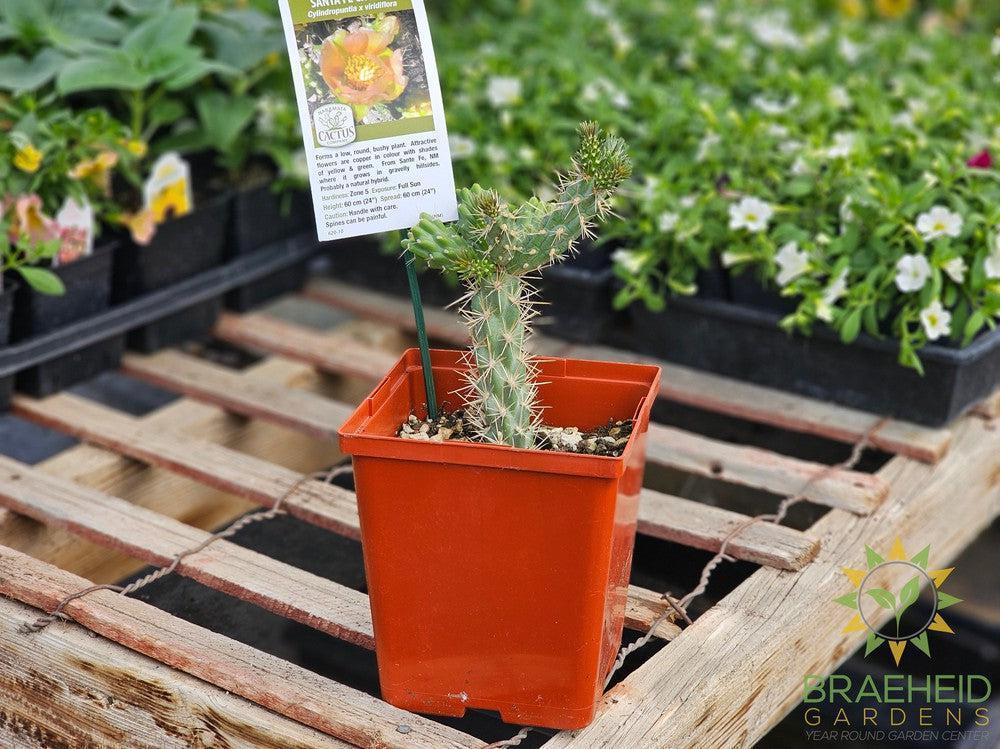 Santa Fe Cholla- NO SHIP