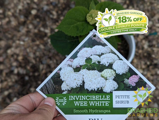 Invincibelle® Wee White™ Hydrangea