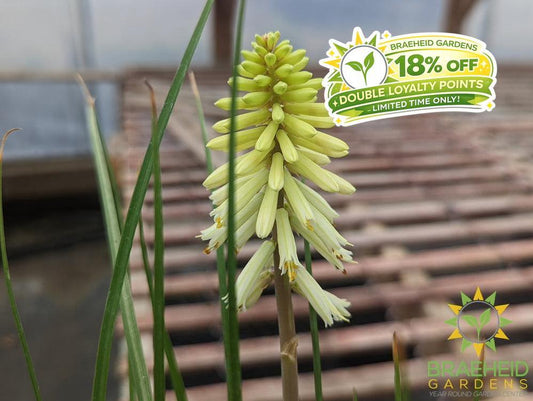 Kniphofia POCO 'Citron' - NO SHIP -