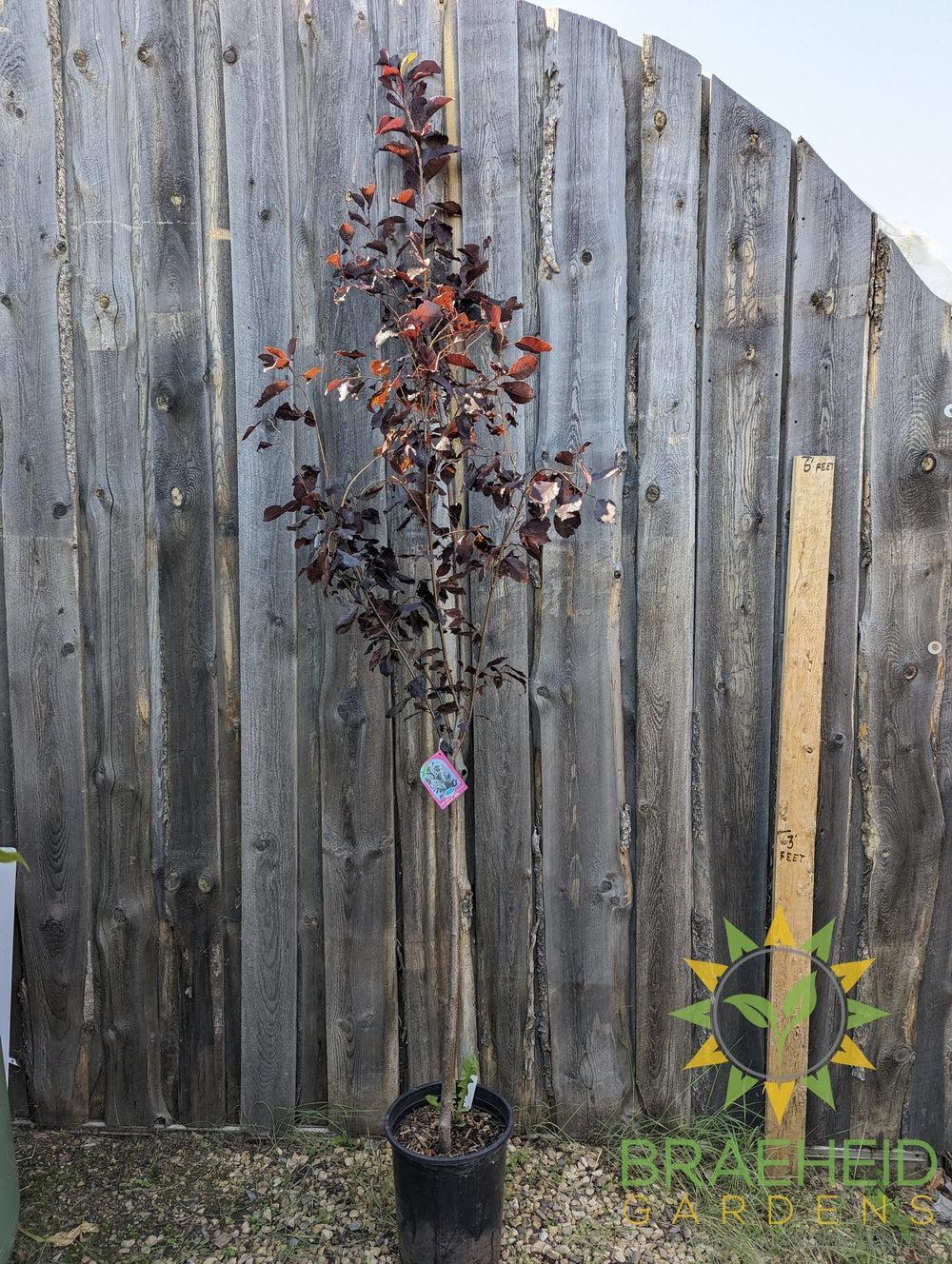 Bailey's Select Schubert Chokecherry- Tree for sale, Grown in Grande Prairie -Braeheid Gardens Ltd. on Emerson Trail