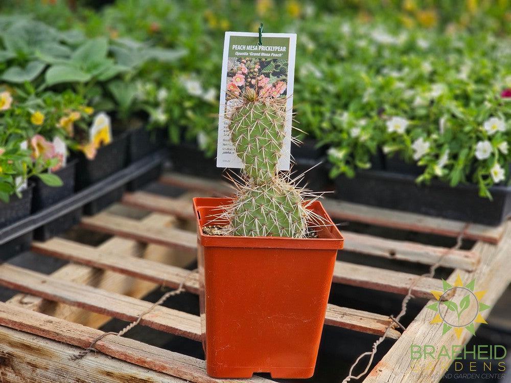 Peach Mesa Prickly Pear- NO SHIP