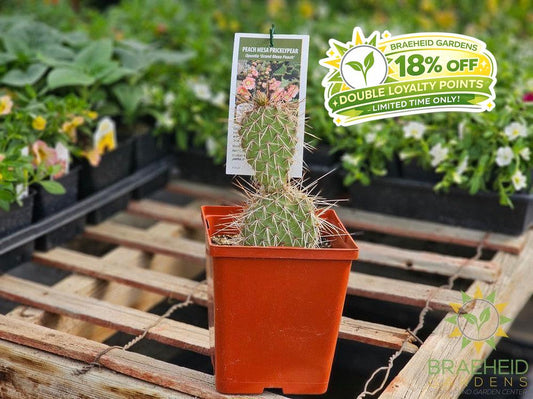 Peach Mesa Prickly Pear- NO SHIP