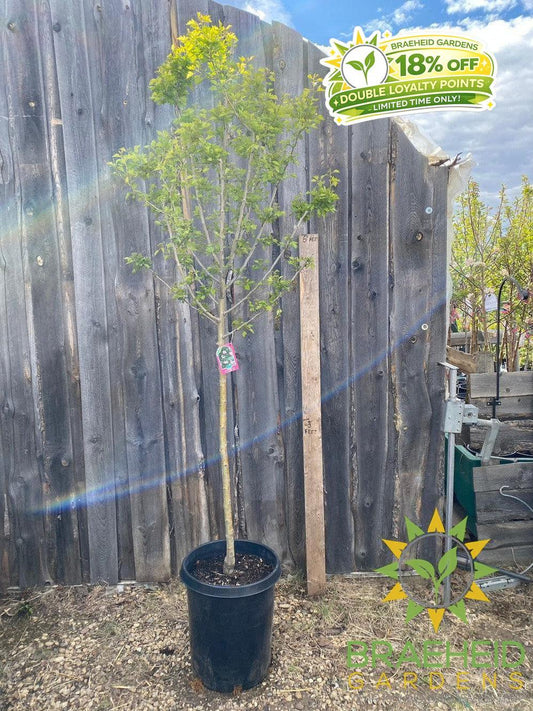 Toba Hawthorn- Tree for sale, Grown in Grande Prairie -Braeheid Gardens Ltd. on Emerson Trail