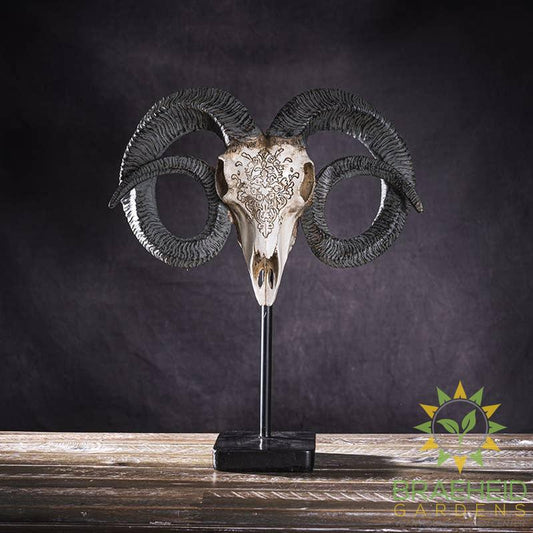 Carved Ram Decorative Skull