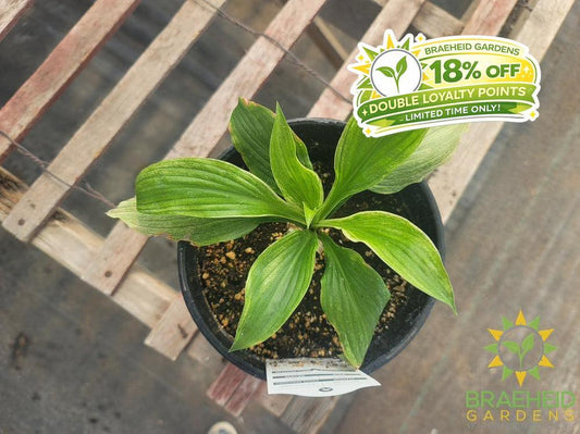 Hosta 'White Feather' - NO SHIP -