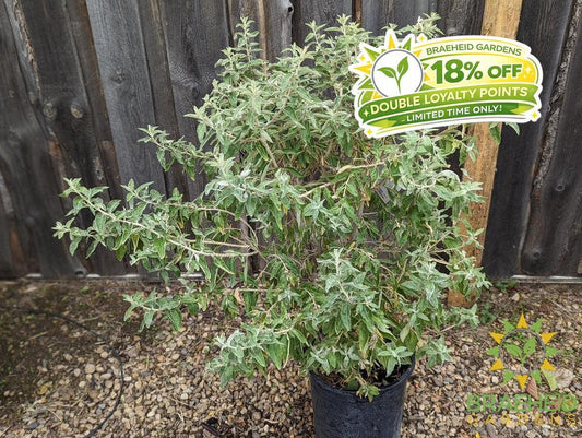 Russian Olive Shrub