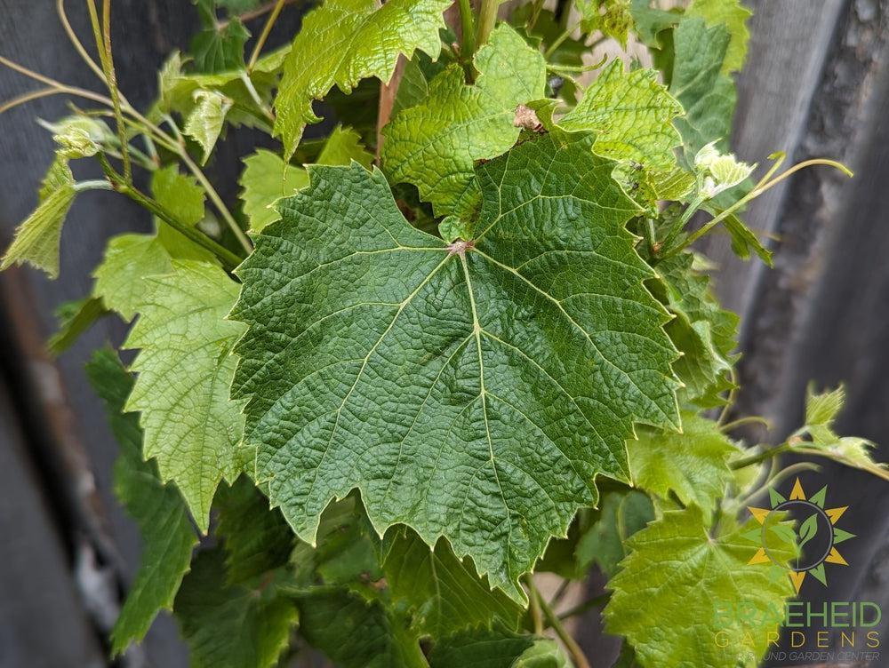 Buy Beta Grape an Vine in Grande Prairie Alberta - Braeheid Gardens Ltd.