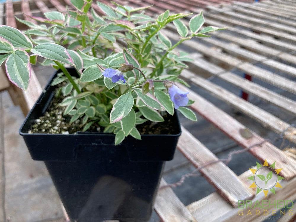 Creeping Jacob's Ladder 'Stairway to Heaven'