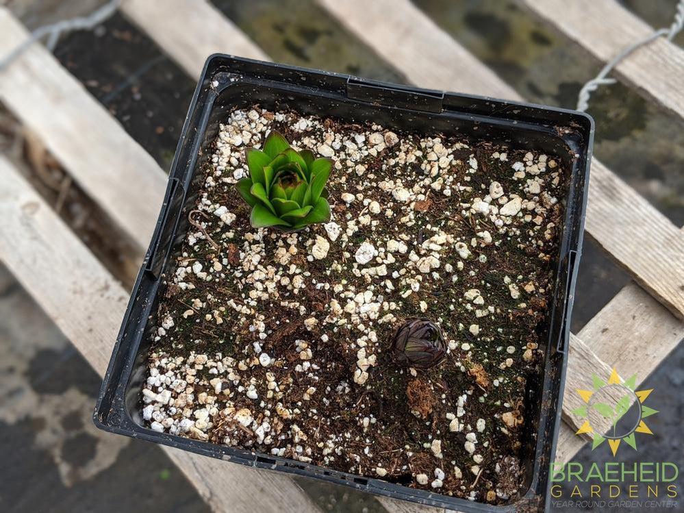 Asiatic Lily 'Lily Looks Tiny Rocket'- NO SHIP -