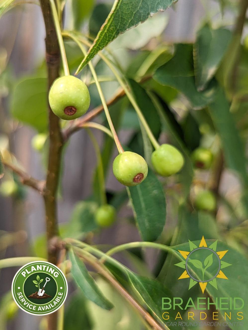 Starlite Flowering Crabapple- Tree for sale, Grown in Grande Prairie -Braeheid Gardens Ltd. on Emerson Trail
