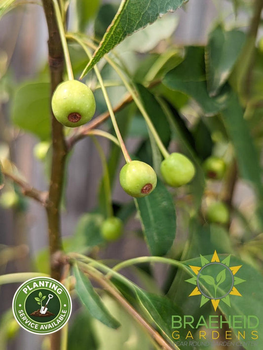 Starlite Flowering Crabapple- Tree for sale, Grown in Grande Prairie -Braeheid Gardens Ltd. on Emerson Trail
