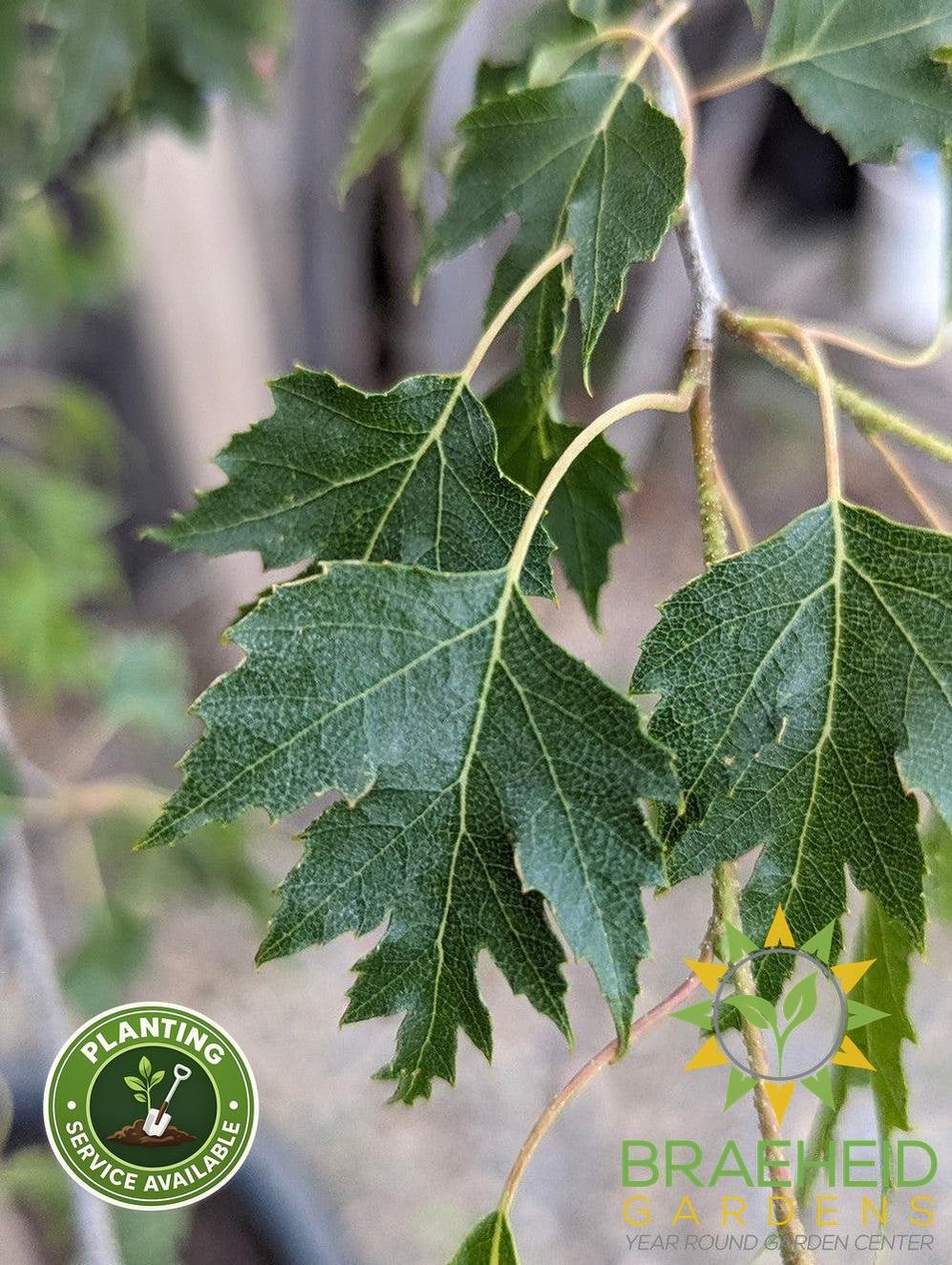 Weeping Cutleaf Birch- Tree for sale, Grown in Grande Prairie -Braeheid Gardens Ltd. on Emerson Trail