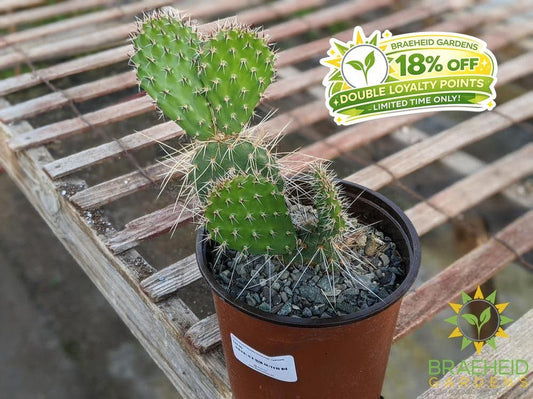 Opuntia Polycantha 'Vermon Pink' - Cold Hardy
