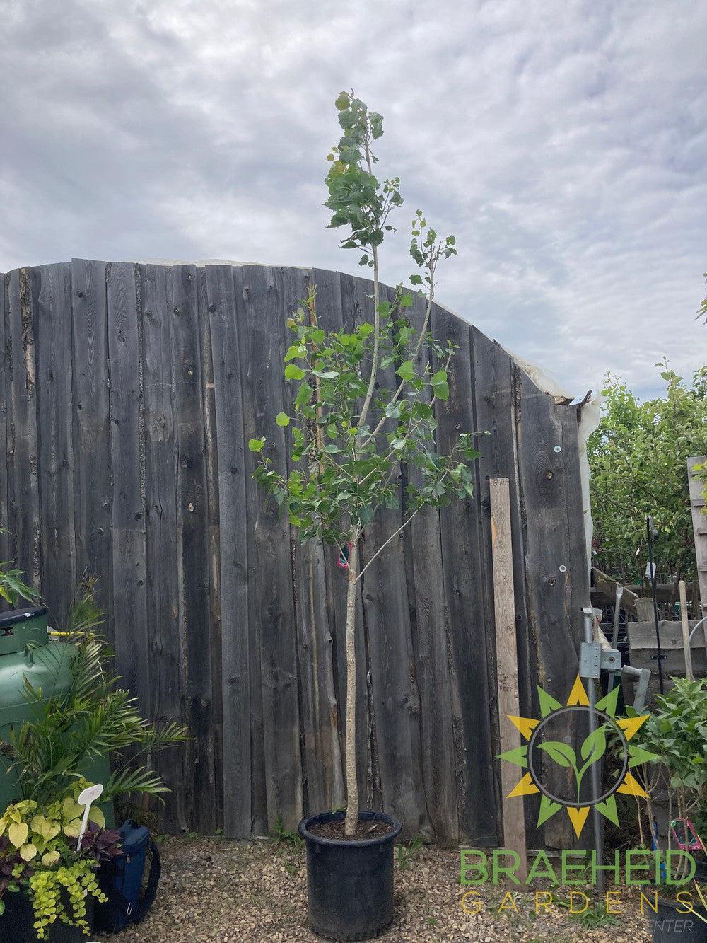 AC-Sundancer™ Poplar- Tree for sale, Grown in Grande Prairie -Braeheid Gardens Ltd. on Emerson Trail