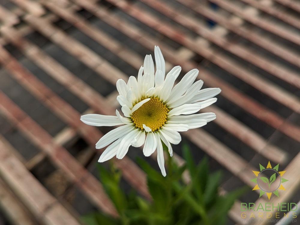 Shasta Daisy Alaska Leucanthemum - NO SHIP -