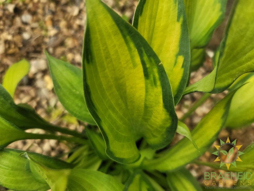 Hosta Pauls Glory -NO SHIP -