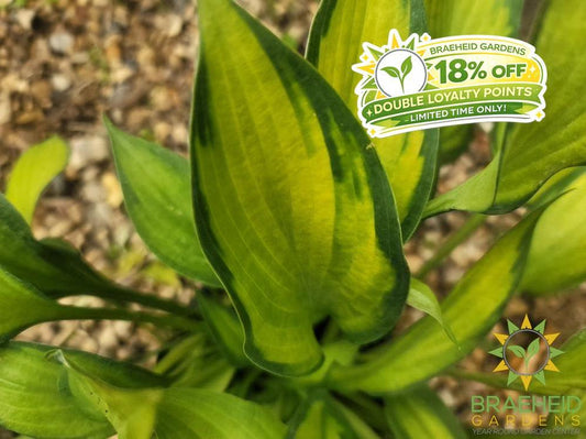 Hosta Pauls Glory -NO SHIP -