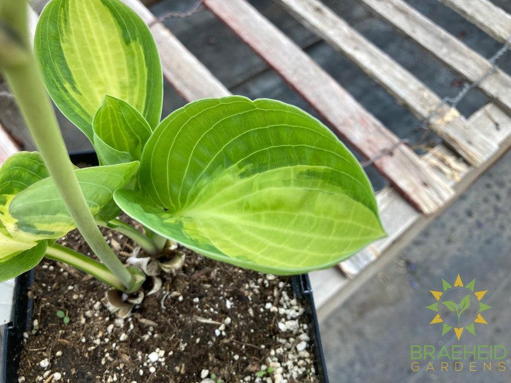 Warwick Comet Hosta - NO SHIP