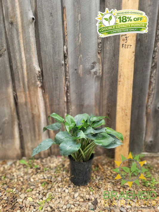 Hosta Bullet Proof -NO SHIP -