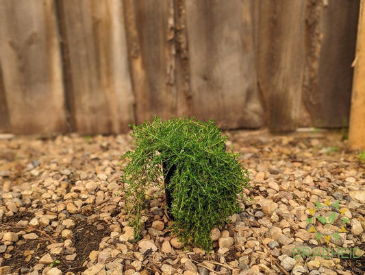 Thymus white Creeping Thyme -NO SHIP-