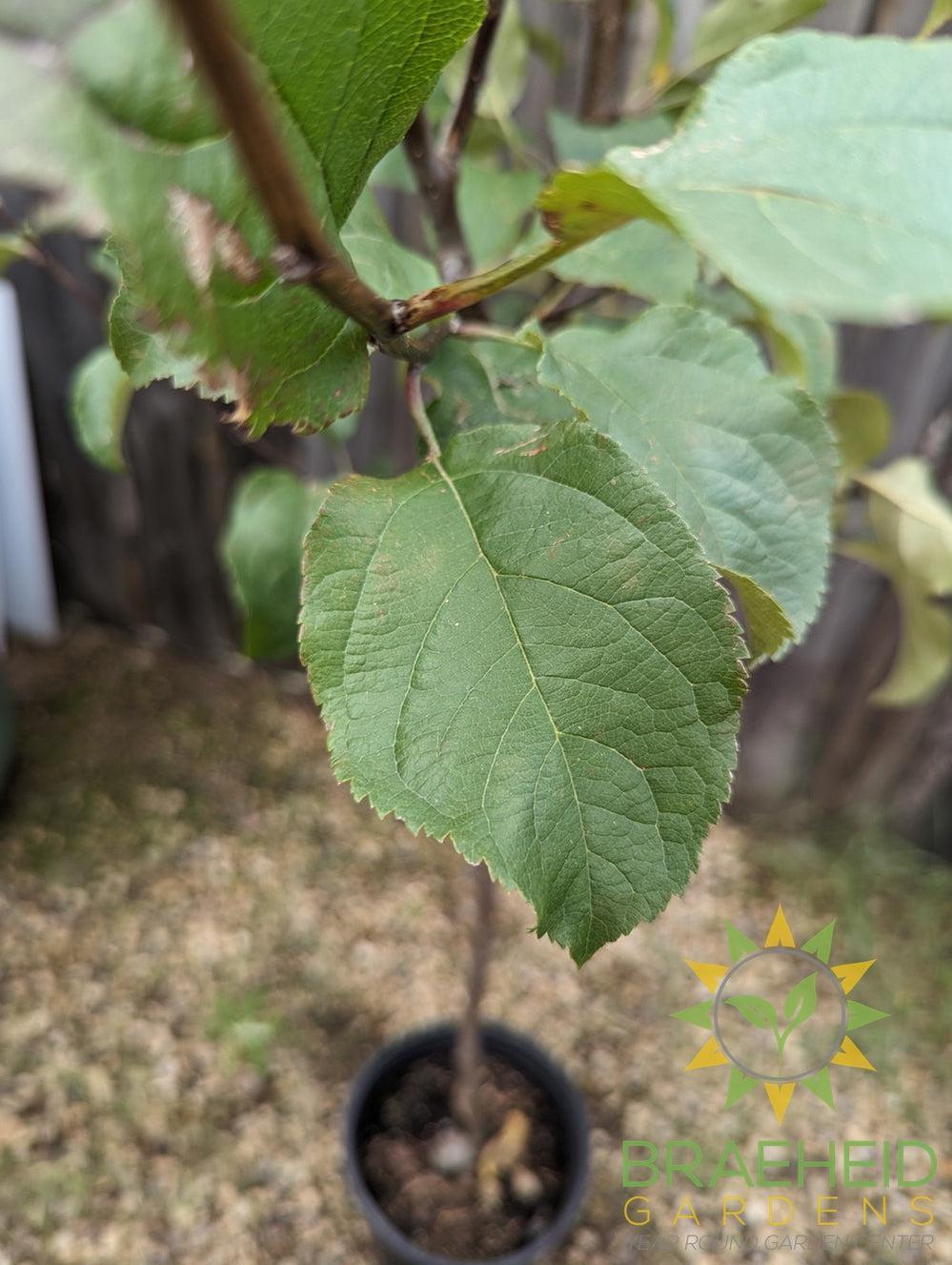 Norland Apple- Tree for sale, Grown in Grande Prairie -Braeheid Gardens Ltd. on Emerson Trail