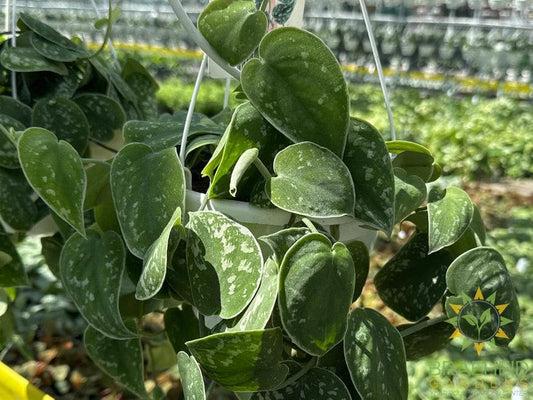 Satin Pothos Silvery Ann Hanging Basket