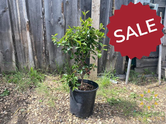 d'Artangnan Sour Cherry shrub