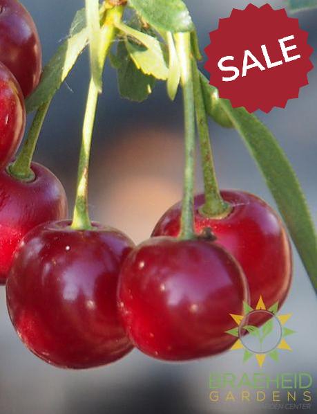 d'Artangnan Sour Cherry shrub