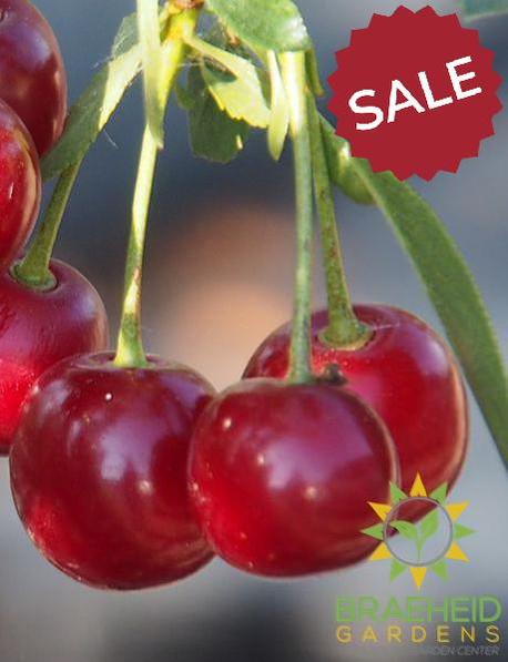 🍒 Auction #6 – Cherry Shrub Collection (Zone 2–3)