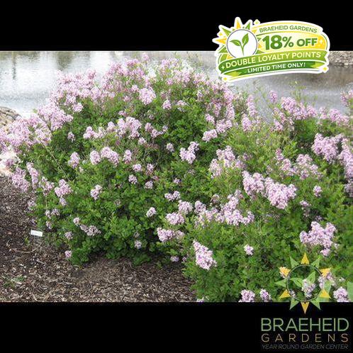 Dwarf Korean Lilac
