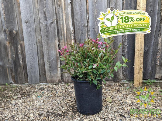Minuet Weigela