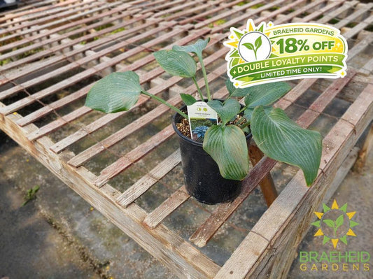 Hosta 'Halcyon' -NO SHIP -
