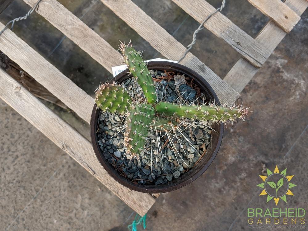 Opuntia Polycantha 'Lavender' - Cold Hardy