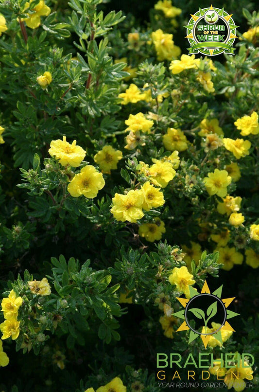 Citrus Tart Potentilla