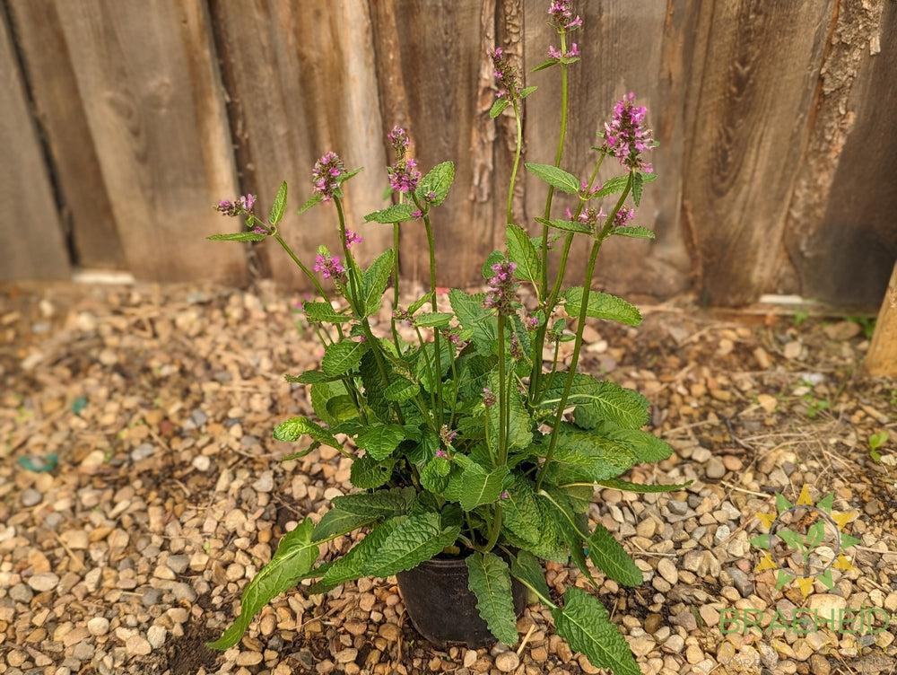 Stachys monieri  Alpine Betony