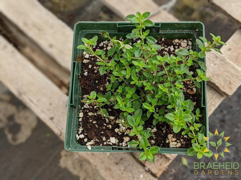Herb Common Thyme PS -NO SHIP-
