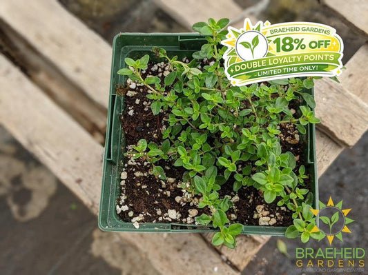 Herb Common Thyme PS -NO SHIP-