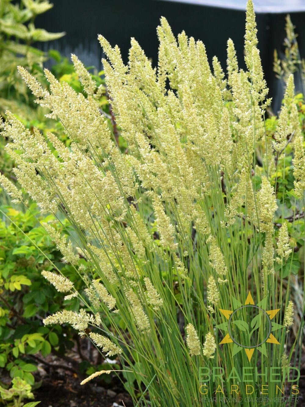 Prairie Junegrass