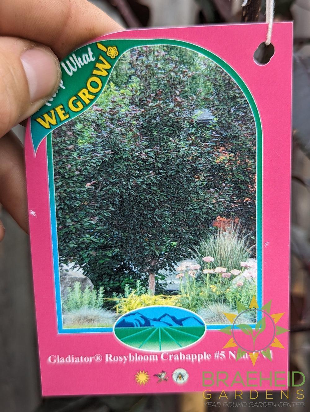 Gladiator® Rosybloom Crabapple- Tree for sale, Grown in Grande Prairie -Braeheid Gardens Ltd. on Emerson Trail