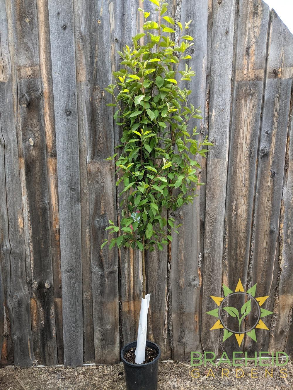 Bailey's Select Schubert Chokecherry- Tree for sale, Grown in Grande Prairie -Braeheid Gardens Ltd. on Emerson Trail