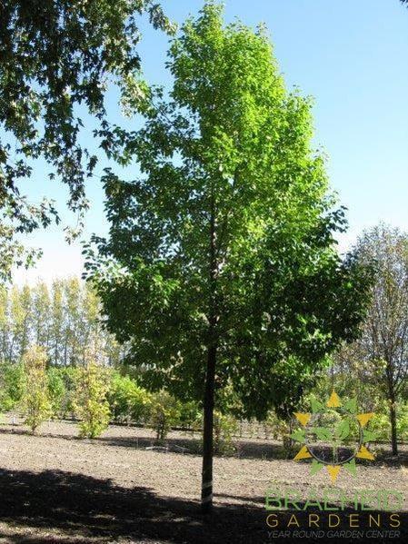 Navigator Pear- Tree for sale, Grown in Grande Prairie -Braeheid Gardens Ltd. on Emerson Trail