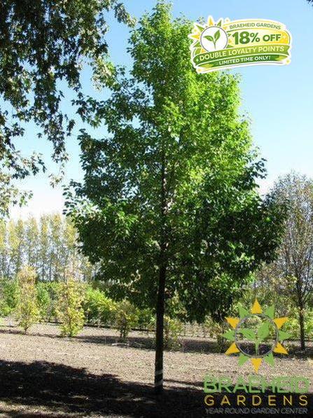 Navigator Pear- Tree for sale, Grown in Grande Prairie -Braeheid Gardens Ltd. on Emerson Trail