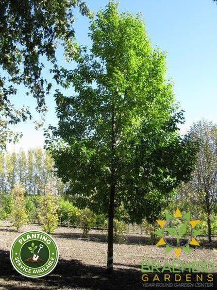 Navigator Pear- Tree for sale, Grown in Grande Prairie -Braeheid Gardens Ltd. on Emerson Trail