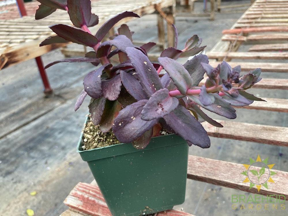 Sedum MJ Diamonds - NO SHIP -