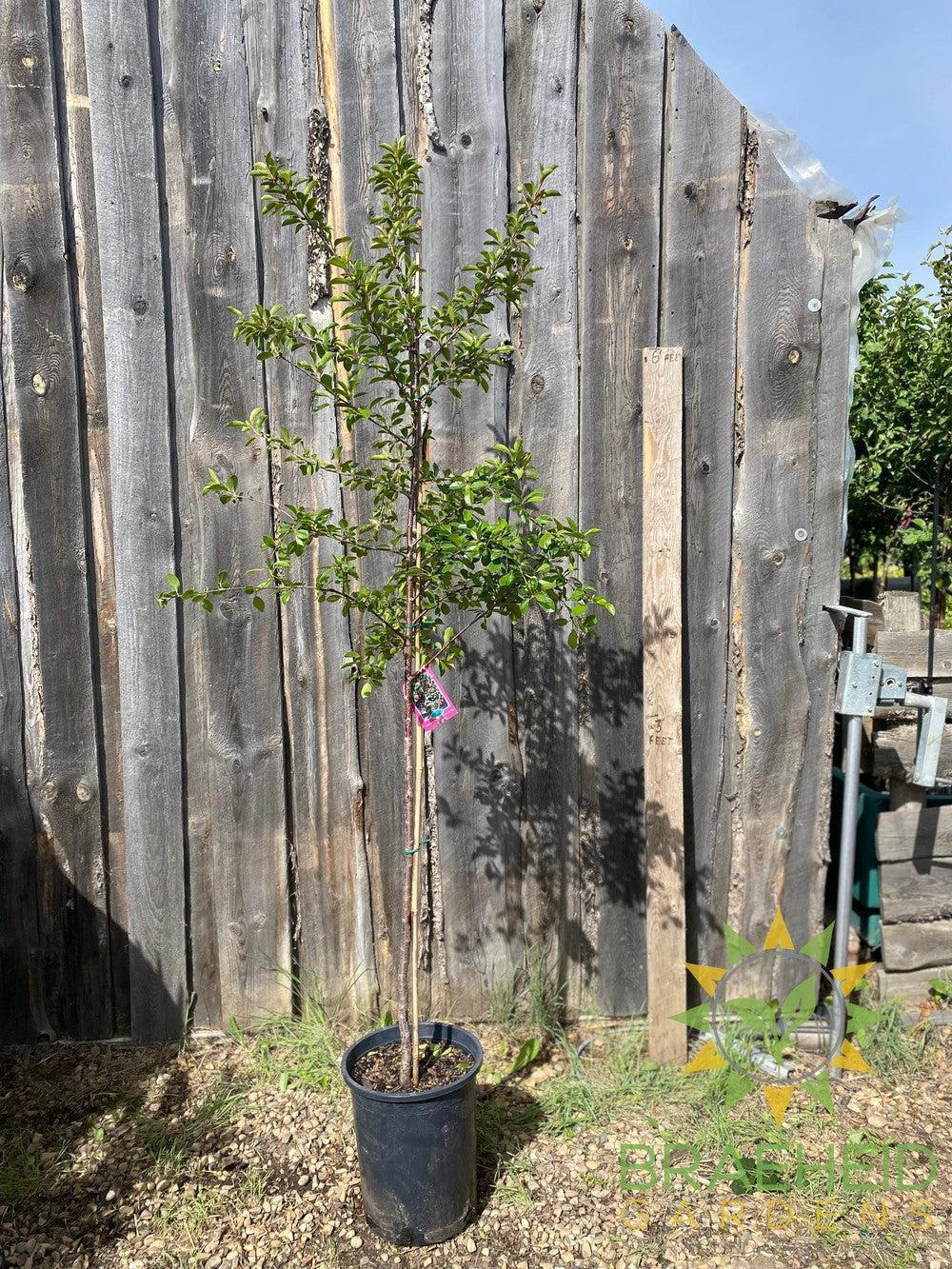 Crimson Passion Cherry Tree- Tree for sale, Grown in Grande Prairie -Braeheid Gardens Ltd. on Emerson Trail