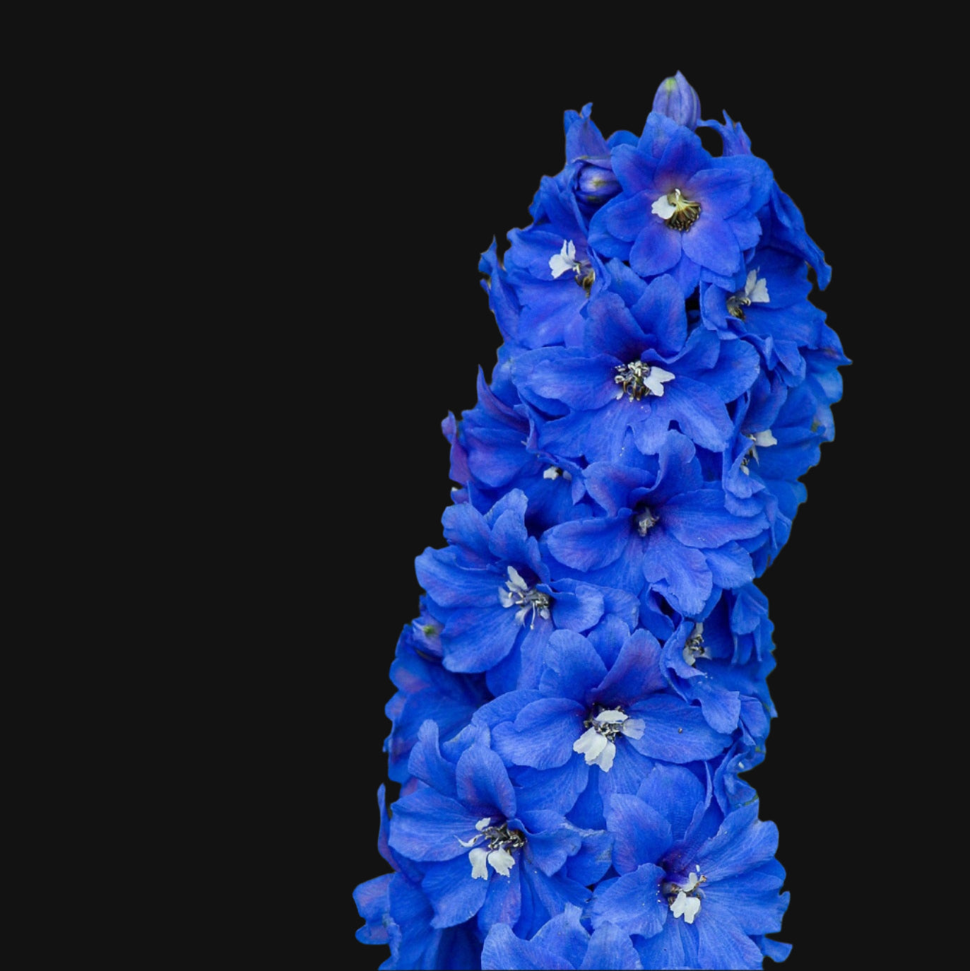 Delphinium Mix