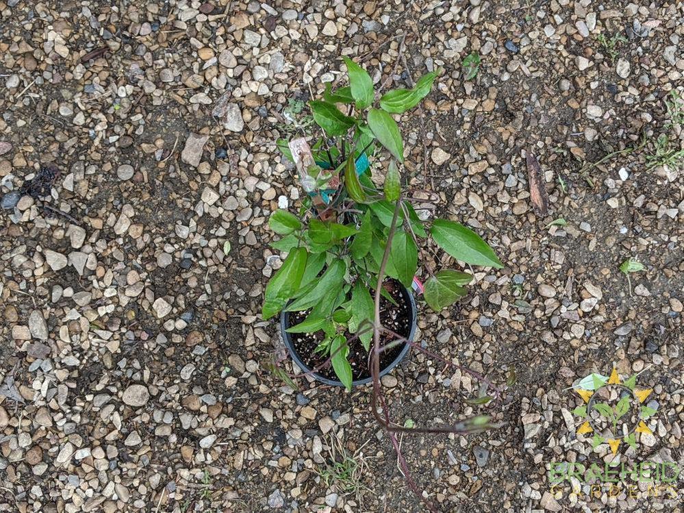 Multi Blue Clematis