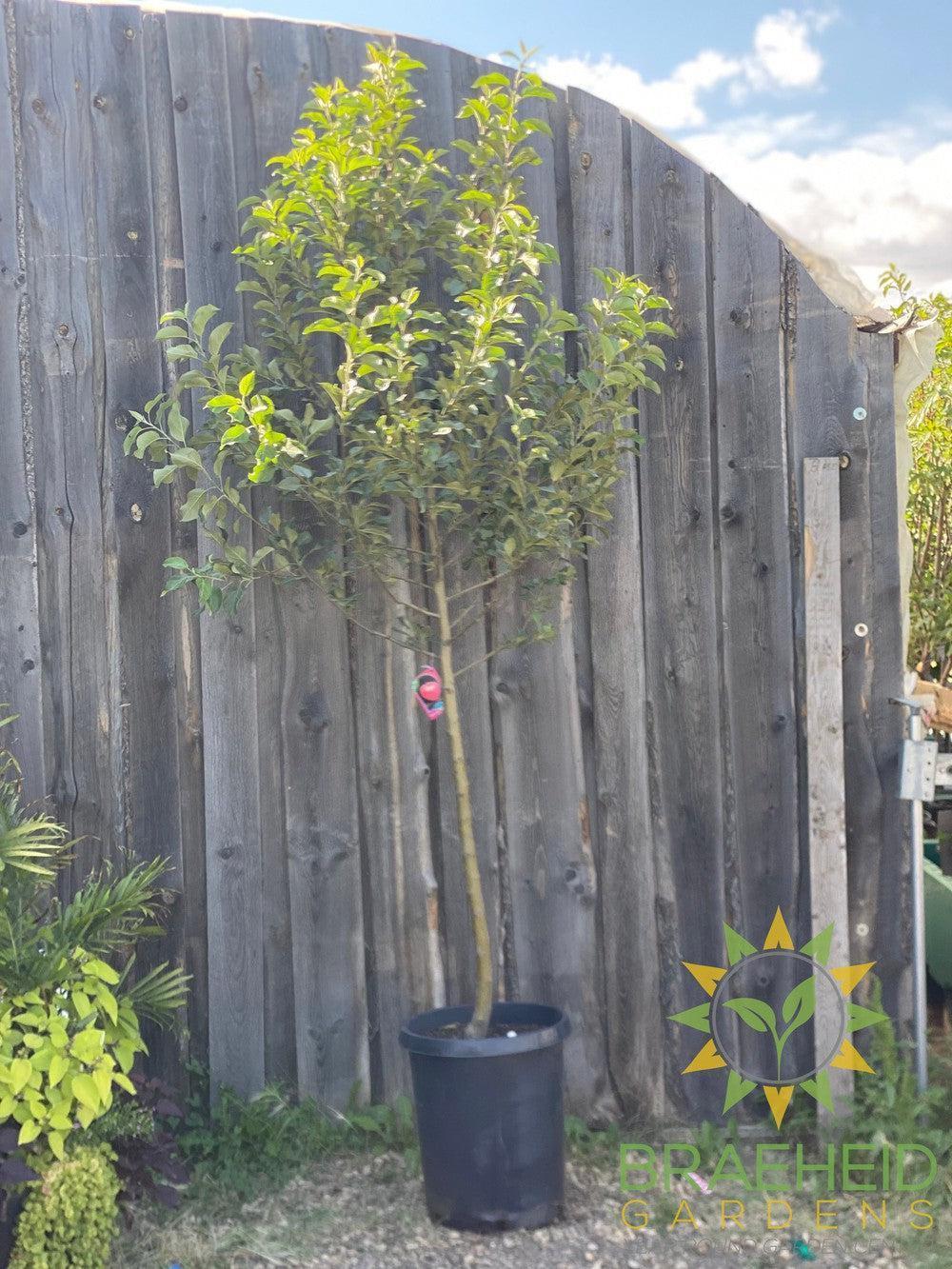 Honeycrisp Apple- Tree for sale, Grown in Grande Prairie -Braeheid Gardens Ltd. on Emerson Trail