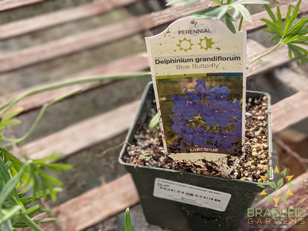 Delphinium Larkspur 'Blue Butterfly' -NO SHIP-