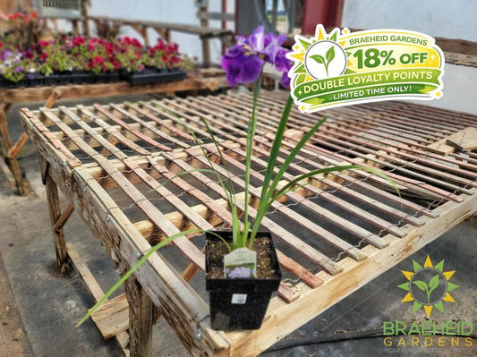 Iris Ensata 'Dinner Plate™ Ice Cream' - NO SHIP -